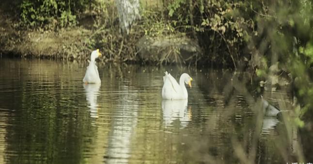 c3c98988ae9687811c9f3c48f5261da